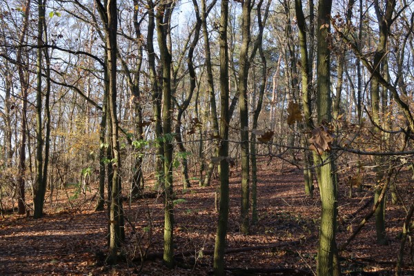 Wald Oranienburger Chaussee