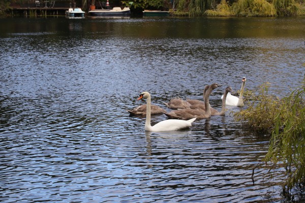 Schwanenfamilie