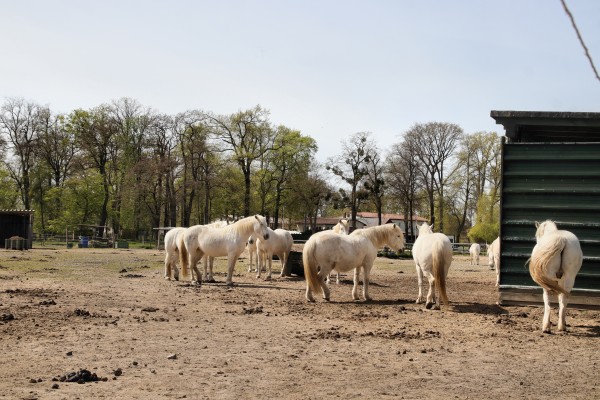 Camargue-Pferde-Hof