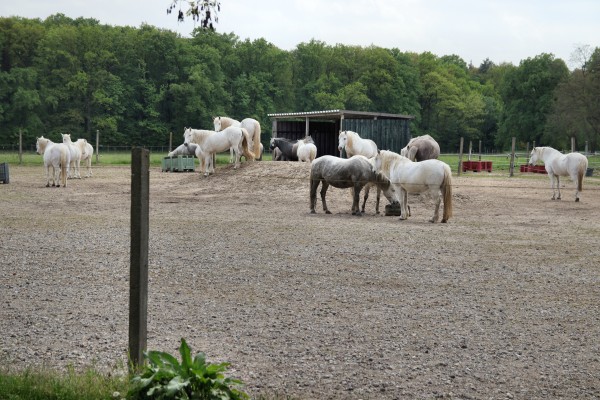 Camargue-Pferde-Hof