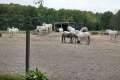 Camargue-Pferde-Hof