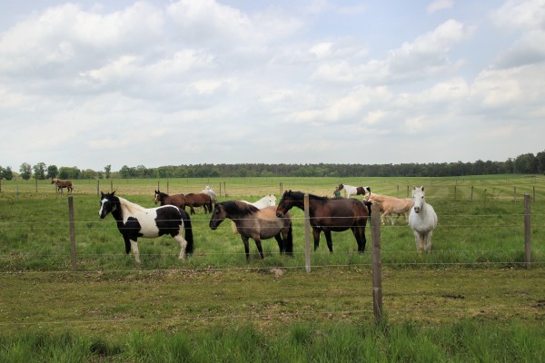 Camargue-Pferde-Hof