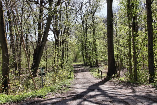 Waldweg