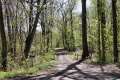 Waldweg
