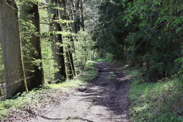 Waldweg
