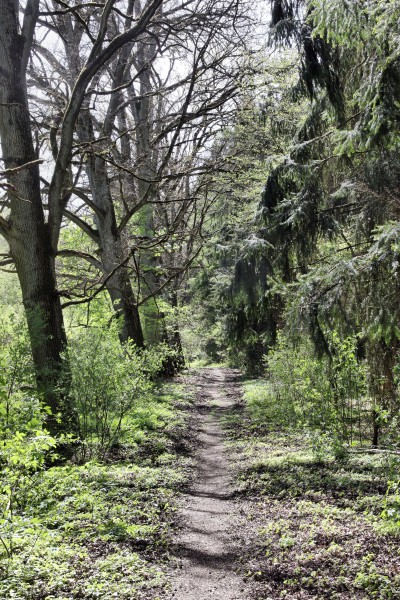Waldweg