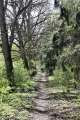 Waldweg