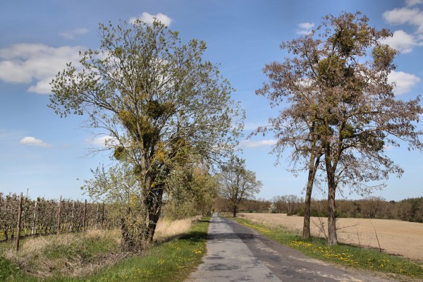 Kreisstraße