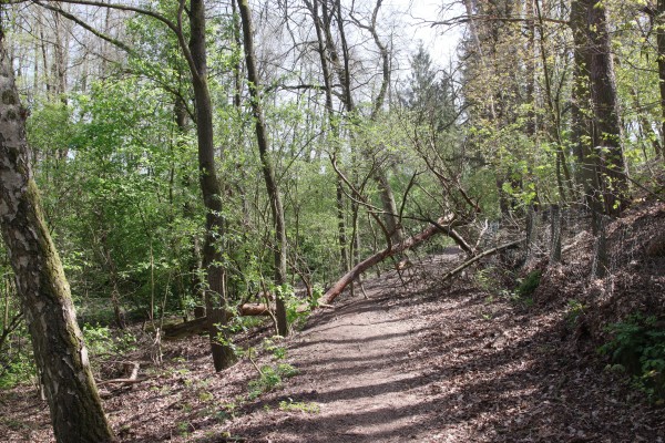 Waldweg