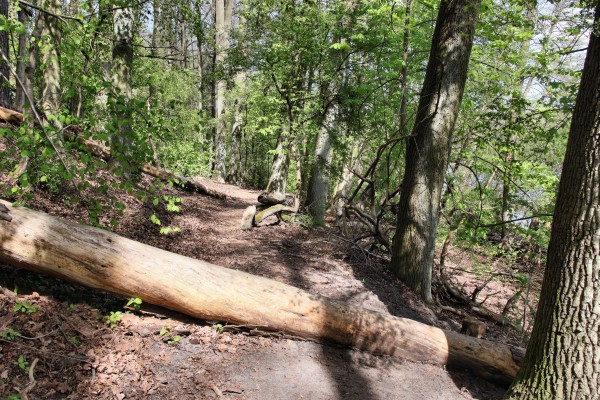 Waldweg