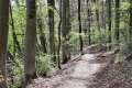 Waldweg