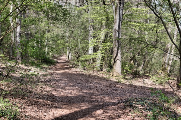 Waldweg