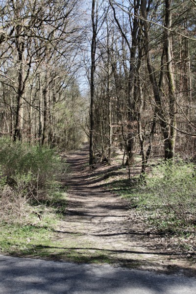 Waldweg