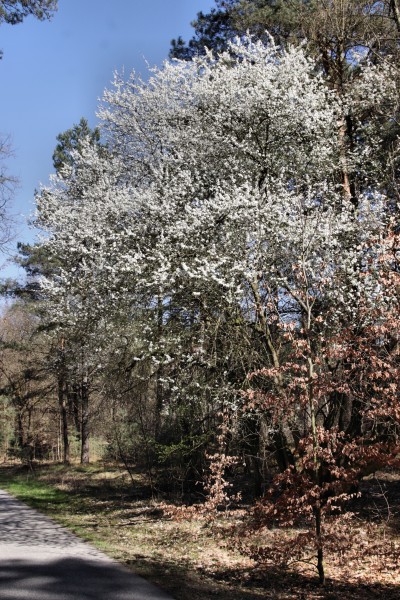 Baumblüte