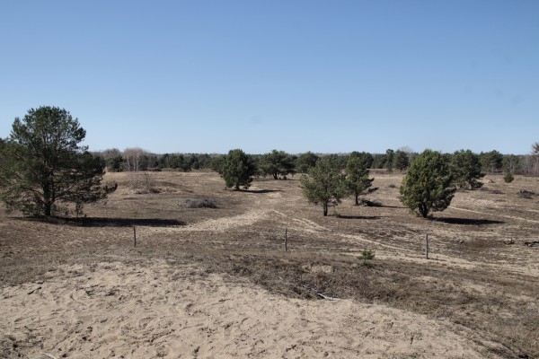 Schönower Heide
