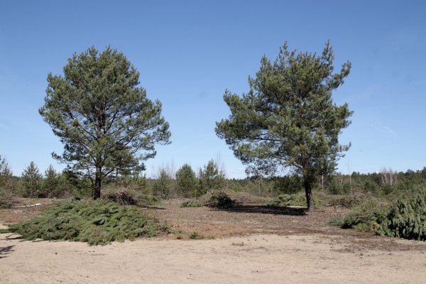 Schönower Heide