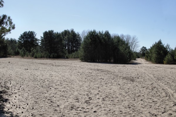 Schönower Heide
