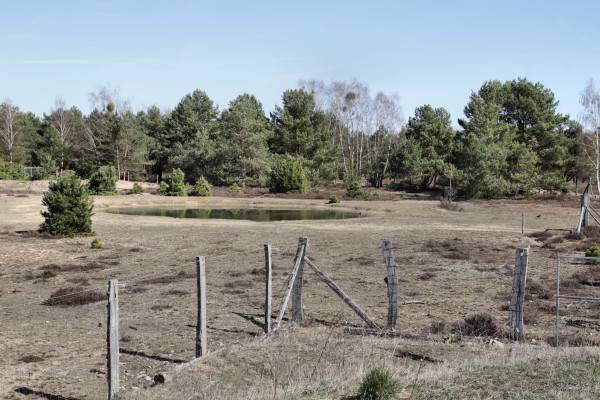Schönower Heide
