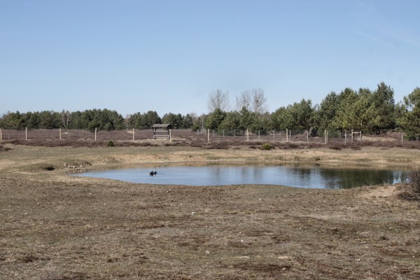 Schönower Heide
