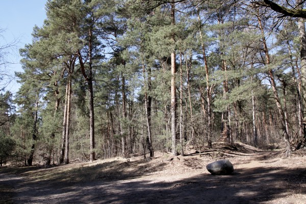 Waldweg