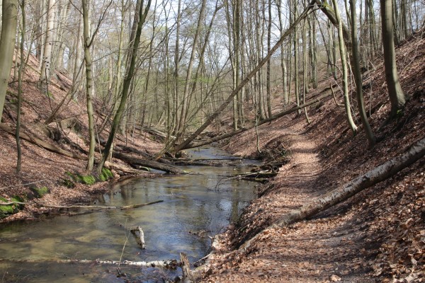 Buchenschlucht