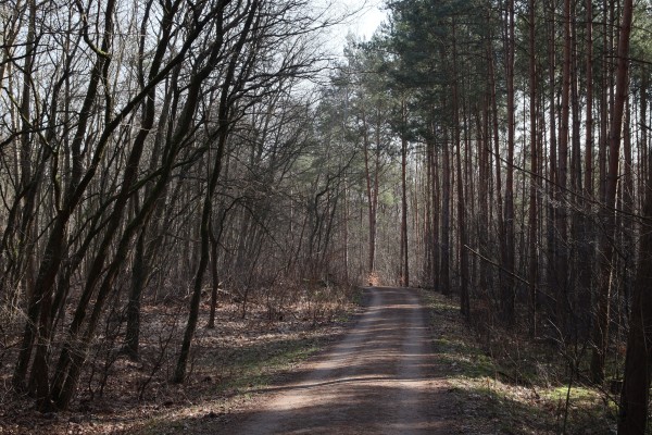 Waldweg