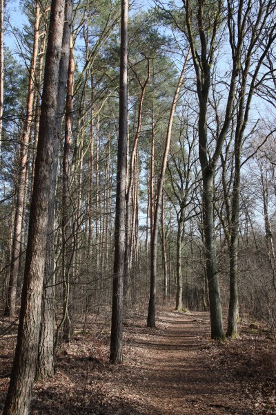 Waldweg