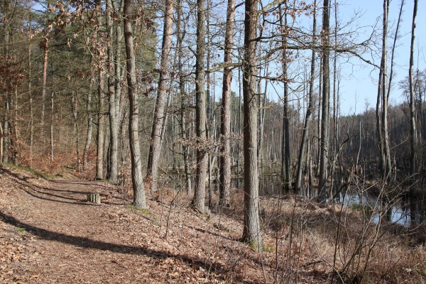 Waldweg