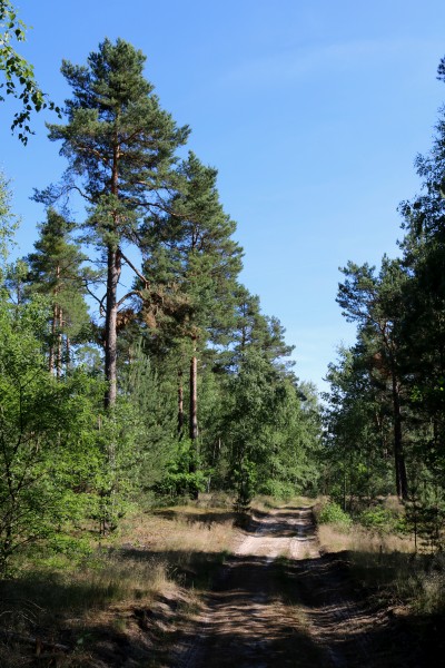 Waldweg Borgsdorf