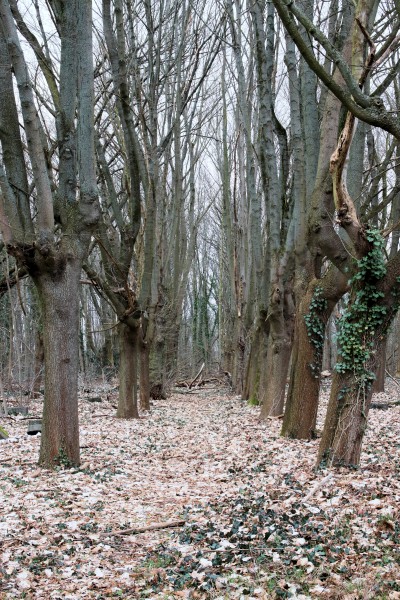 Charlottenburger Friedhof