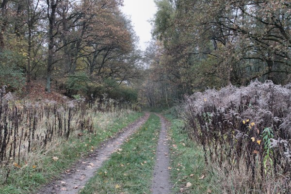 Waldweg Galgenberg