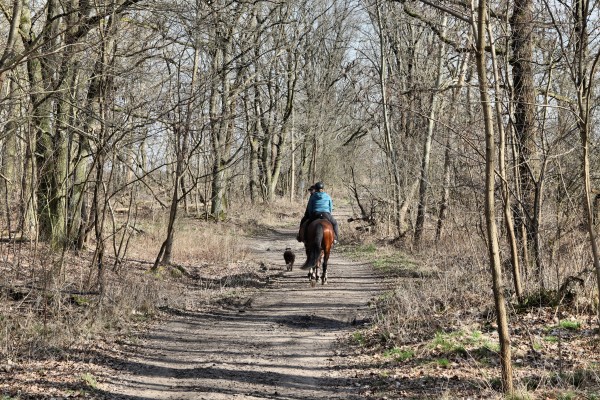 Waldweg