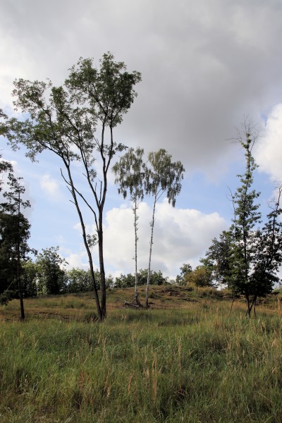 Döberitzer Heide