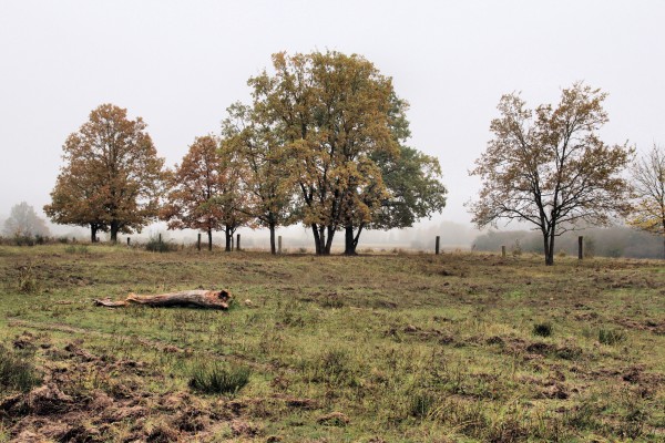 Döberitzer Heide