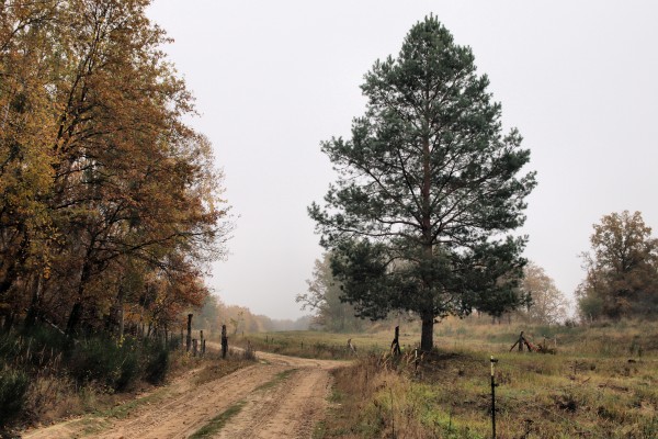 Döberitzer Heide