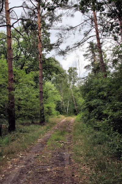 Waldweg
