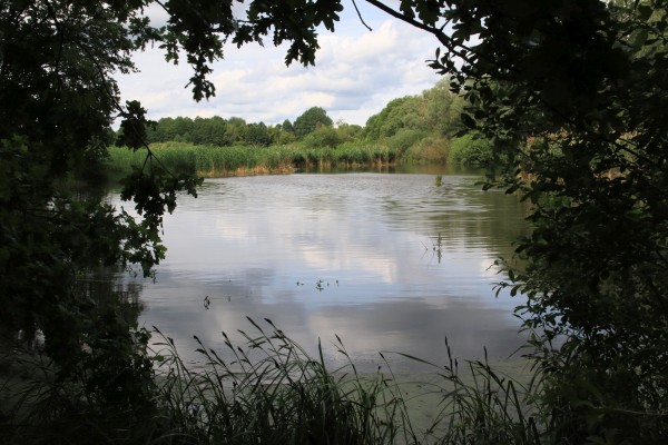Havelauen