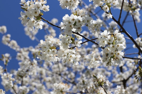 Kirschblüten