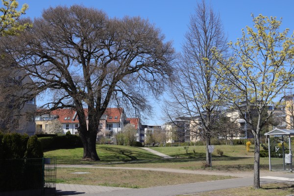 Lindenring