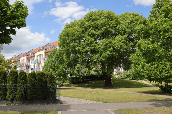 Lindenring