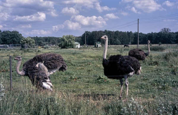 Straußen