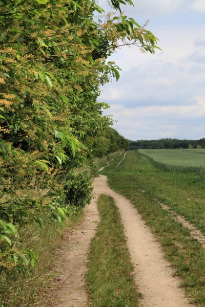 Feldweg