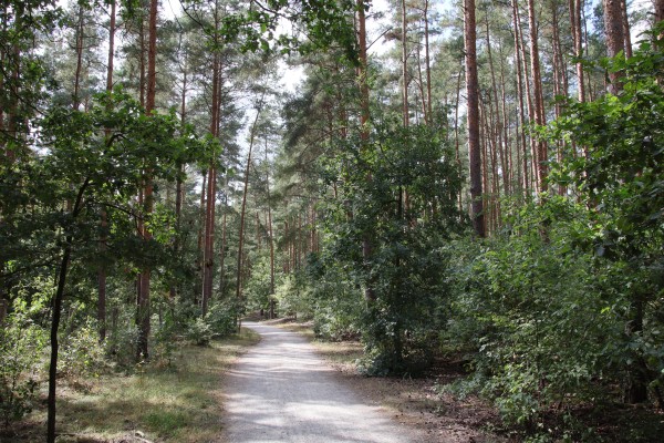 Waldweg