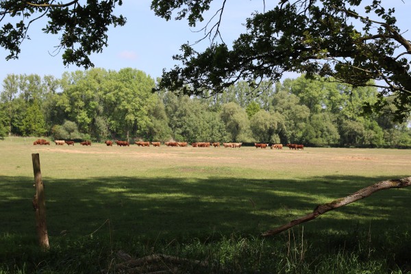 Rinderweide