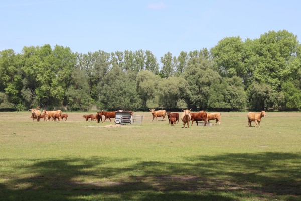 Rinderweide