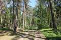 Waldweg