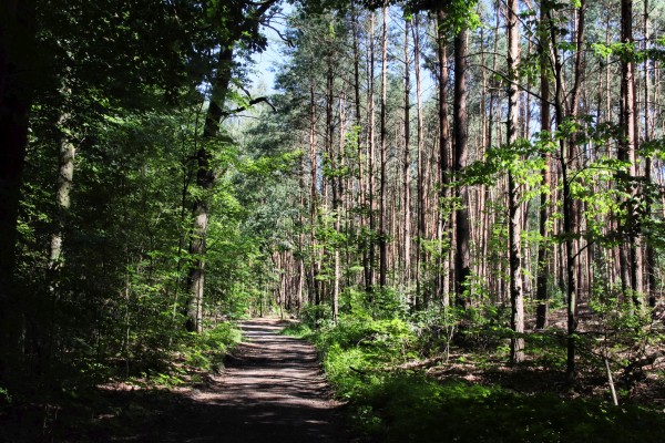 Waldweg