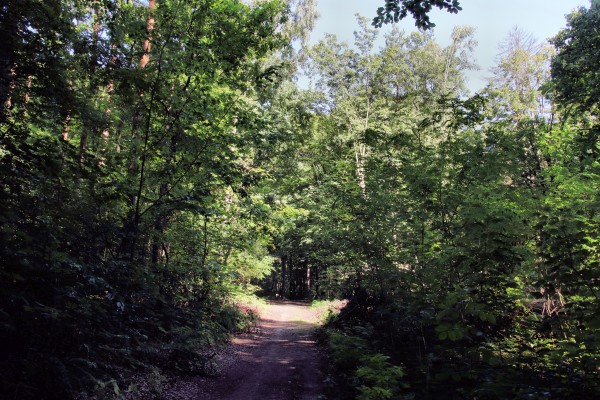 Waldweg