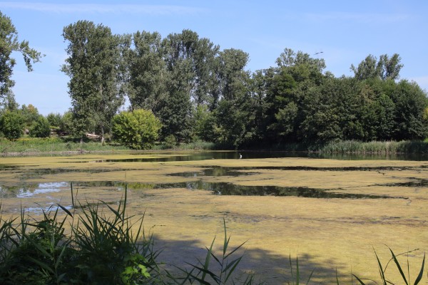 Schönerlinder Teich