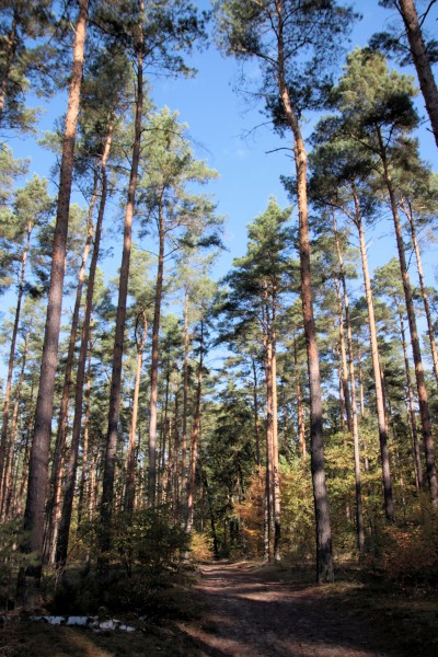 Waldweg